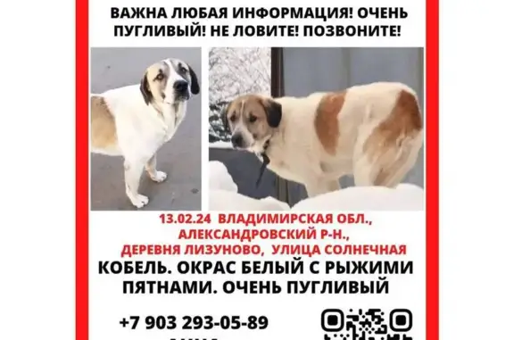 Пропала собака: Лизуново, ул. Солнечная