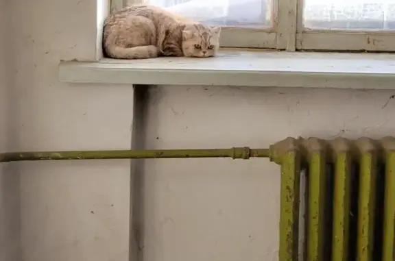 Найдена кошка: ул. Панфиловцев, 17