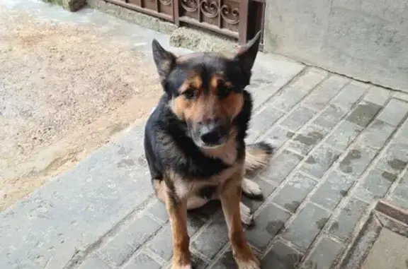 Найдена собака на Транспортной, Воронеж