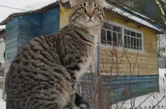 Пропал кот: Удомля, ул. Моисеева, 15