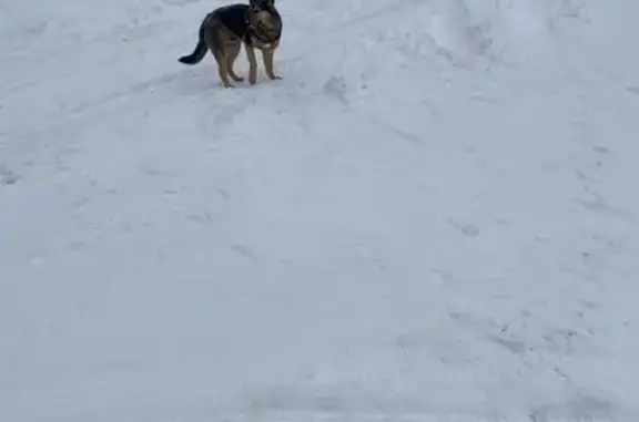 Найдена собака: пл. Ленина, Тула