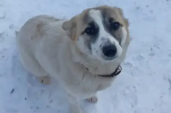 Найдена собака: Вагонная, 27, Уфа