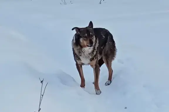 Найдена собака, ул. Ленина, Сердобск
