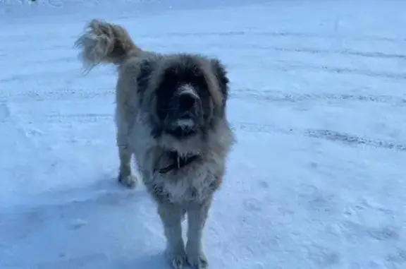 Найдена собака, ул. Тимирязева, 21