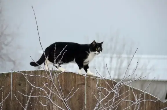 Пропал черно-белый кот, Таицкое