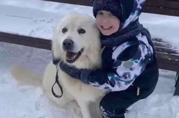 Собаки потеряшки, Павловское, фото: Потеряшка пес: с.Суходол, ул.Александрова, 79