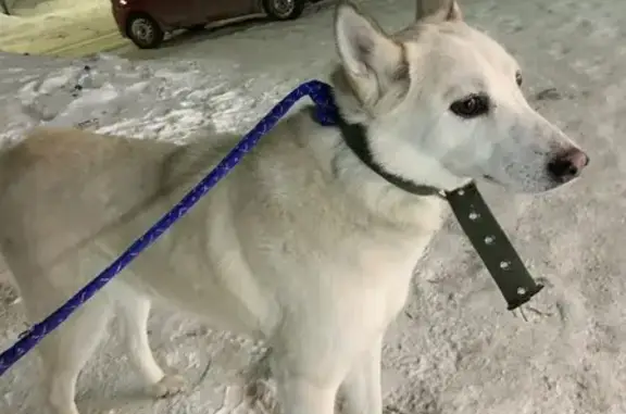 Найдена собака: Дегтярёва, 94, Челябинск