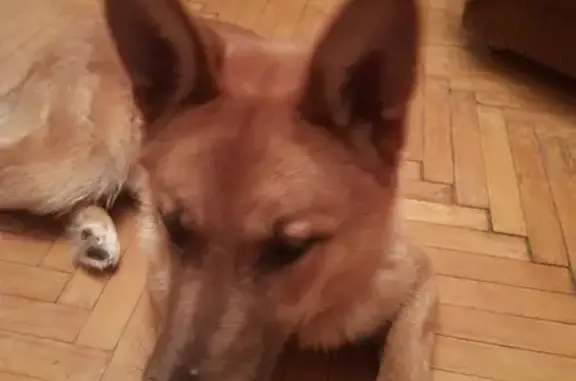 Найдена собака у Серова, 15, Жуковский