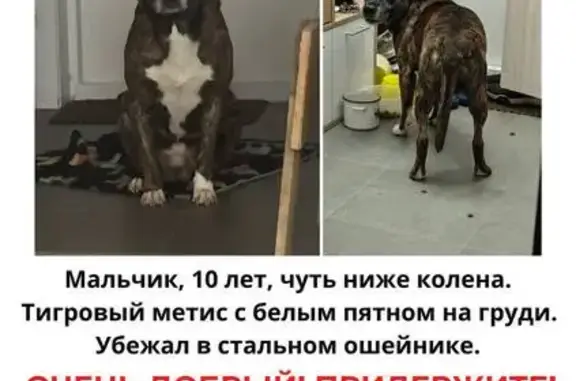 Пропала собака в Косино-Ухтомском!