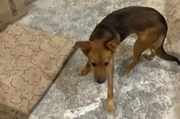 Найдена собака: ул. Чкалова, 10, Ачинск