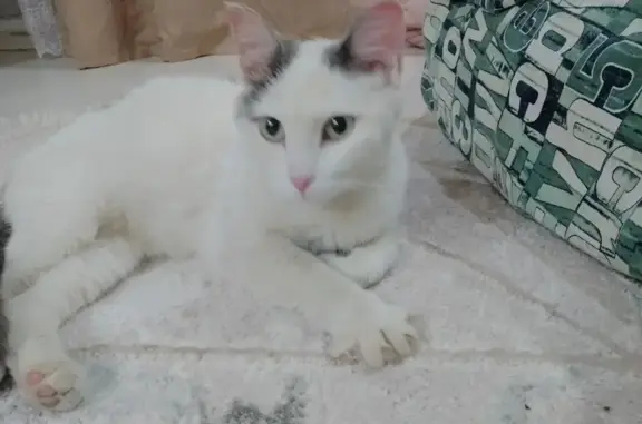 Найдена кошка: Комсомольская, 13
