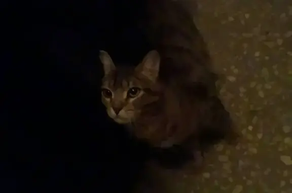 Найдена кошка: ул. Сталеваров, 4