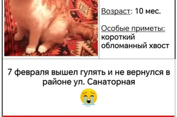 Пропал кот: Санаторная, 12, Поливановка