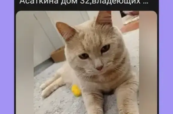 Пропал кот, ул. Асаткина, 32, Владимир