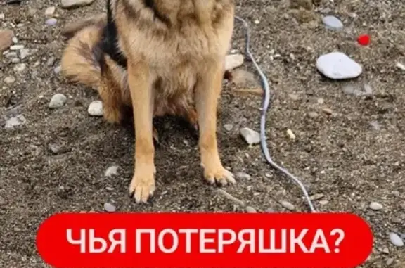 Найдена собака: Крымская ул., 99, Сочи