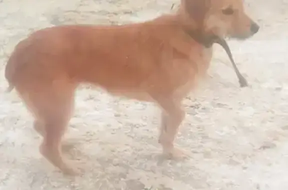 Найдена собака на Костромской ул.