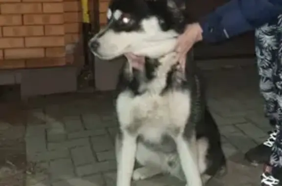 Найдена собака, Мадояна 32, Ростов