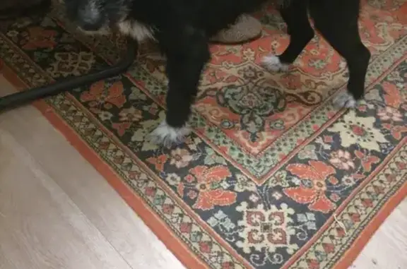 Найдена собака, Московская область, фото: Найдена собака М5 Михеево, МО