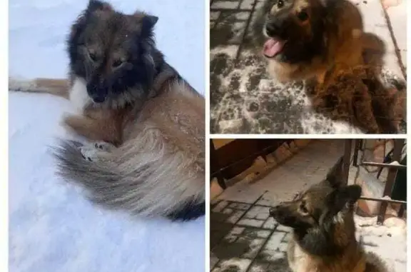 Найдена собака, Советская ул., Боровский