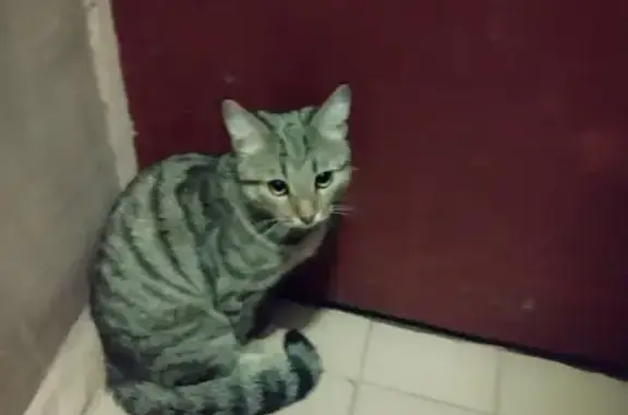 Найдена кошка: Балашиха, Носовихинское, 11