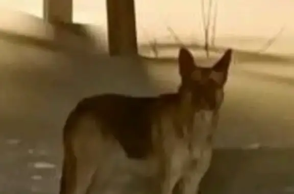 Найдена собака ул.Г.Горбатова, Иваново