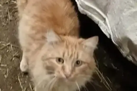 Найден рыжий кот, ул. Венцека, Самара