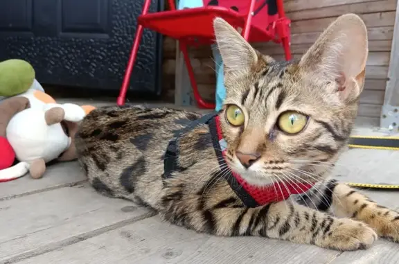 Кошки потеряшки, Санкт-Петербург, фото: Кошка пропала: ул. П. Германа, 9к3