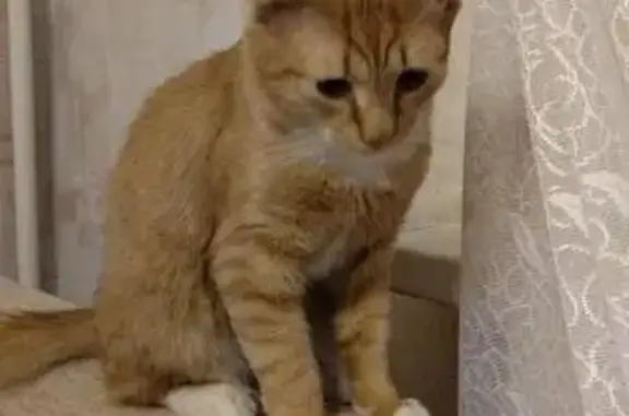 Найден рыжий котенок, ул. Горького