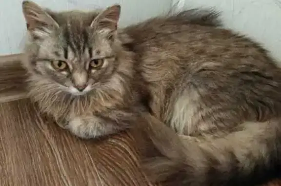 Пропала кошка: Первомайская, 52