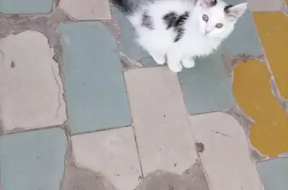 Найдена кошка, Тобольск, фото: Найдена кошка на ул. 42, Тобольск