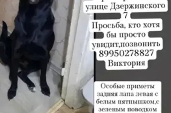 Пропала собака Ева, Волгоград, Дзержинского 7