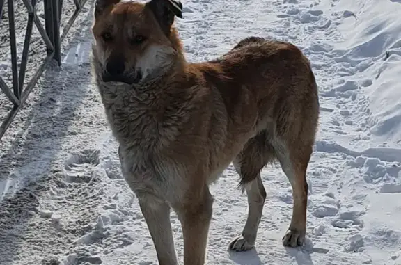 Найден рыжий пёс, Иркутск