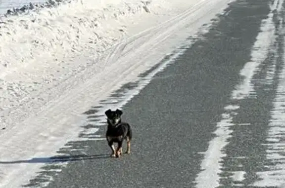 Найдена собака в Шайдурово, помощь оказана