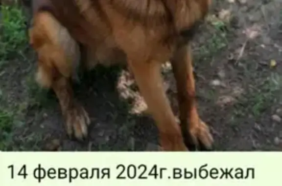 Пропала собака: Конституц. 32, Ростов