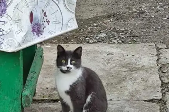 Пропала кошка: Смирновский пер., Таганрог