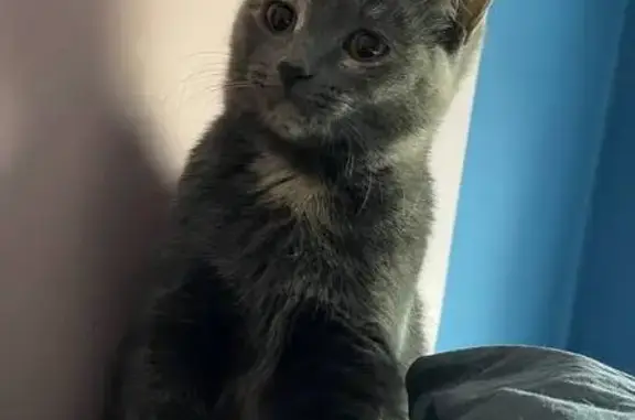 Кошки потеряшки, Санкт-Петербург, фото: Потеряшка кошка: бул. Новаторов, 26