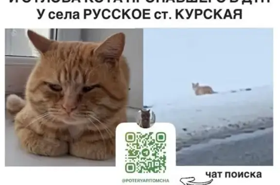 Пропал кот у трассы Краснодар-Грозный