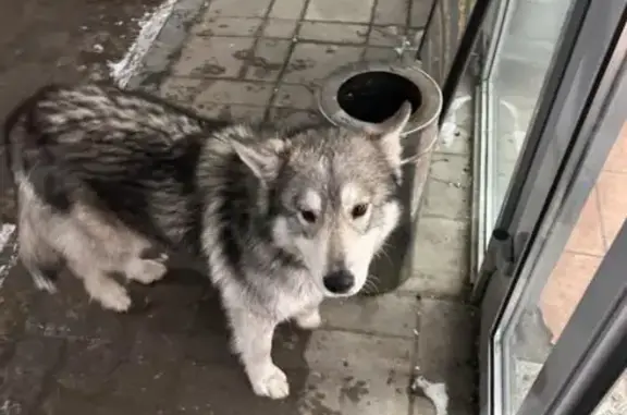 Найдена собака у КП ГАИ Елшанка
