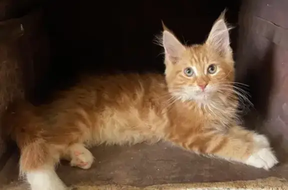 Кошки потеряшки, Новобатайск, фото: Потеряшка мейн-кун, Новобатайск, ул. Горожанова 73