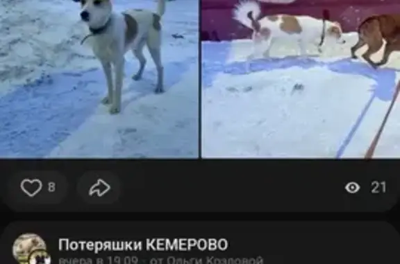 Найдена собака: ул. Дзержинского, 18А