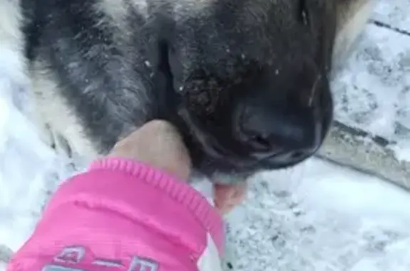 Найдена собака: Западный пер., 11, Иркутск