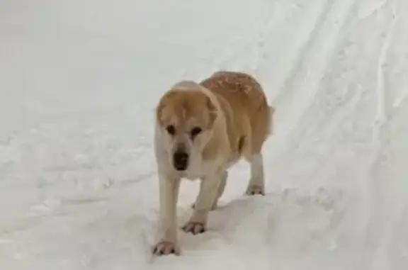 Найдена собака в Тропе здоровья, Кострома