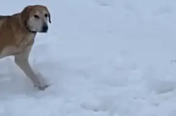 Найдена собака на Лесной ул., Новосельцево