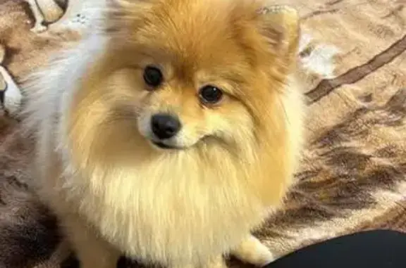 Собаки потеряшки, Тверь, фото: Потеряшка собака в Твери, ул. Екатерины 40А