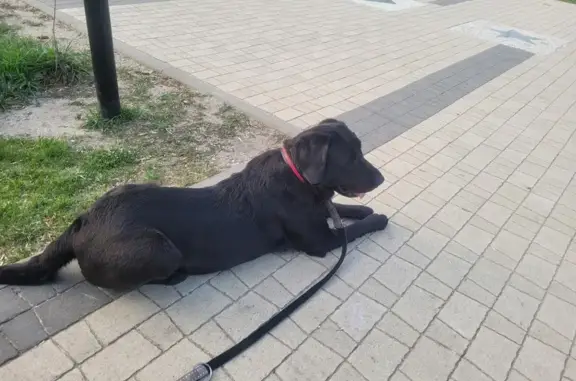 Пропала собака, Автостроителей, Димитровград
