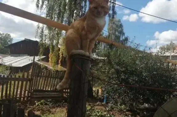 Кошки потеряшки, Сосновка, фото: Потеряшка рыжий кот: Пролетарская, 7