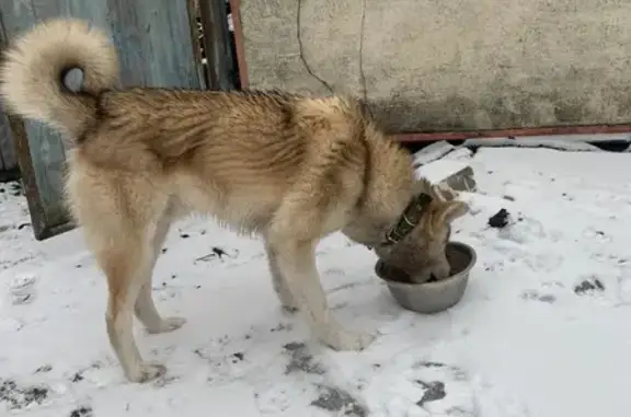 Найдена собака, Полевая ул., Шагаровка