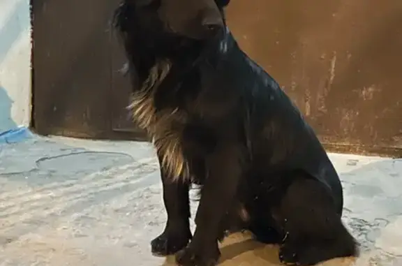 Найдена собака: Жилая ул., 10Б, Астрахань