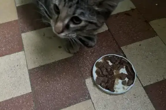 Найдена кошка: Гудованцева, 21, Казань