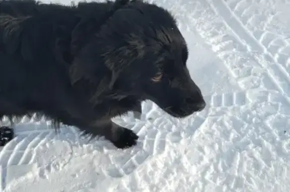 Найдена собака, Новокузнецк, домашняя!